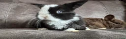 Mini Lop rabbits for sale: Beautiful Mini Lops Available to Reserve - Advert 10