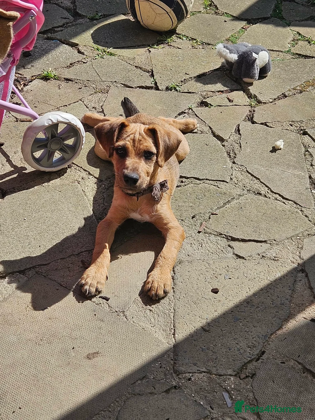Patterjack dogs for sale: Patterjack - Advert 2