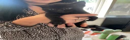 Mixed Breed cats for sale: Three black kittens  - Advert 5