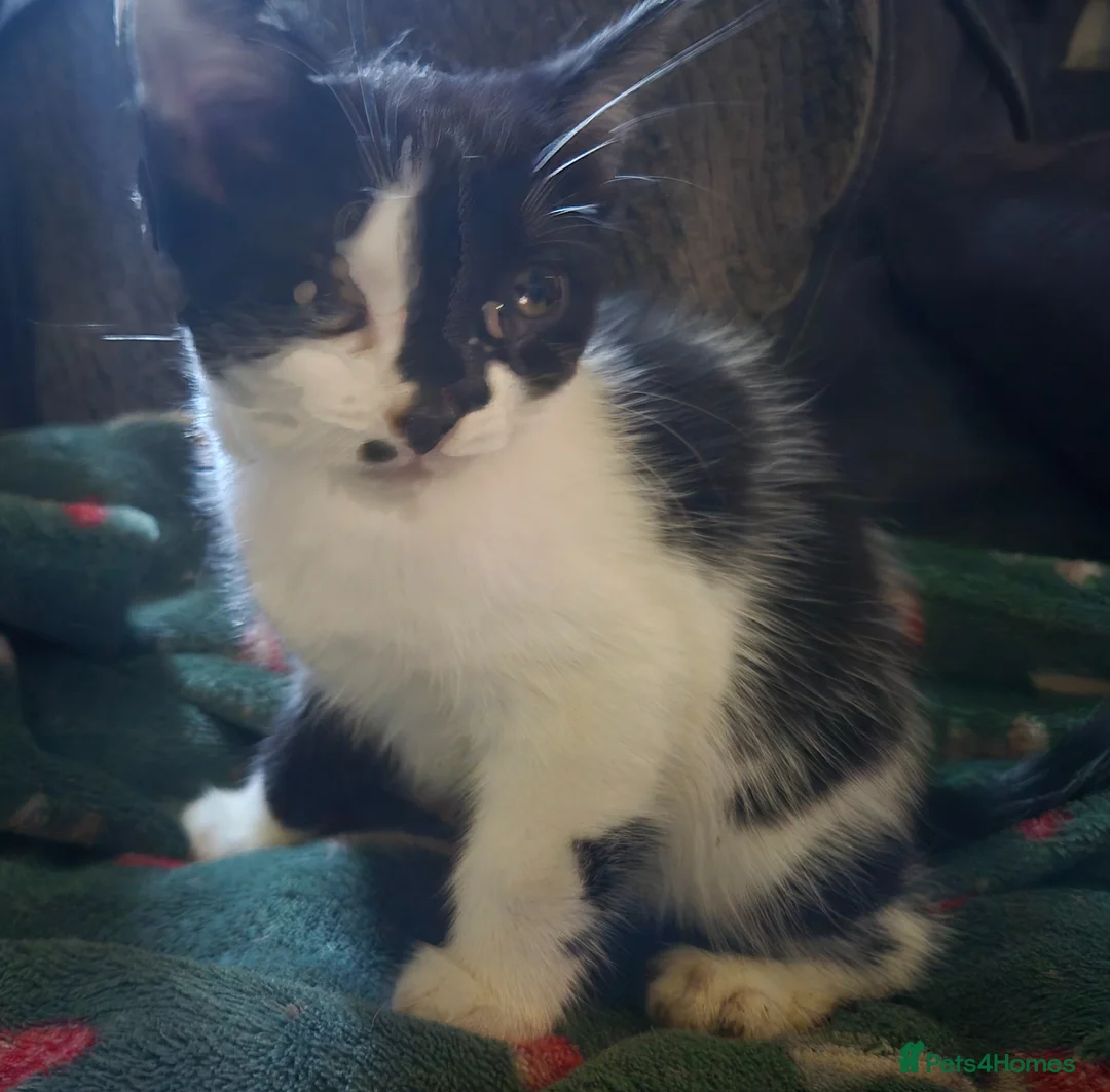 Mixed Breed cats for sale: 3 beautiful kittens - Advert 2