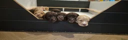 Sprocker dogs for sale: Sprocker Puppies  - Advert 18