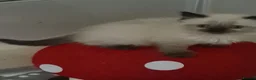 Ragdoll cats for sale: Ragdoll kittens  - Advert 4