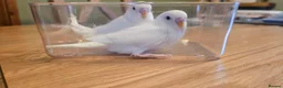Budgerigars birds for sale: Gorgeous Baby Budgies - Advert 7