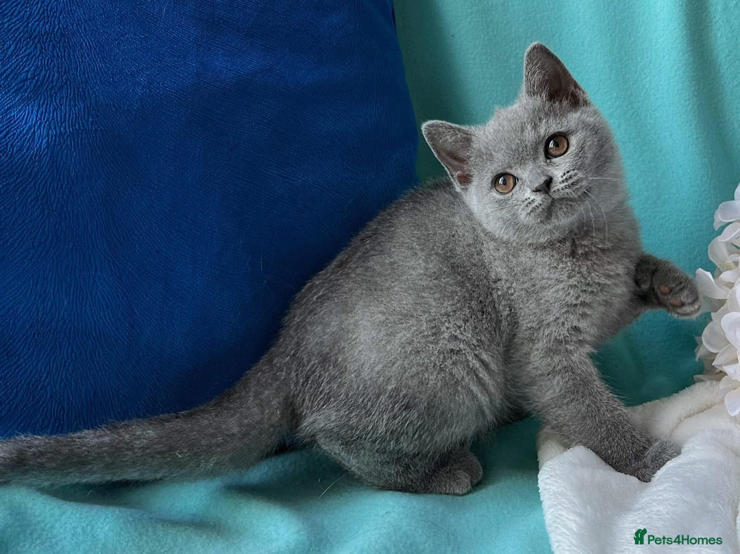 British Shorthair cats for sale: British Shorthair Kittens – Only 2 Left, Ready Now - Image 10