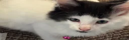 Mixed Breed cats for sale: Beautiful fluffy kittens  in Pudsey - Advert 4