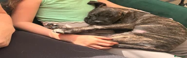 Cane Corso 1