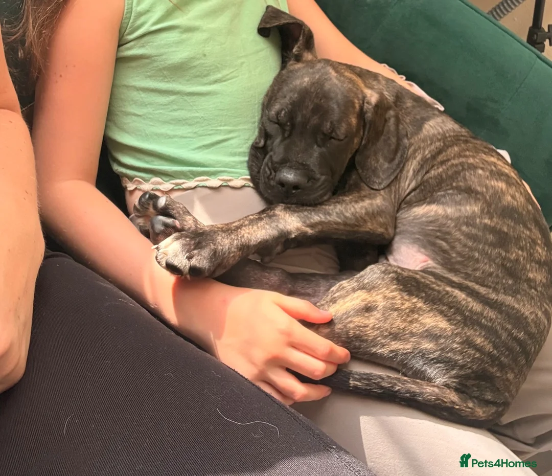 Cane Corso dogs for sale: Cane corso puppy  in Sheffield - Advert 5