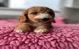Cockapoo dogs for sale: Adorable cockerpoo girls - Image 6