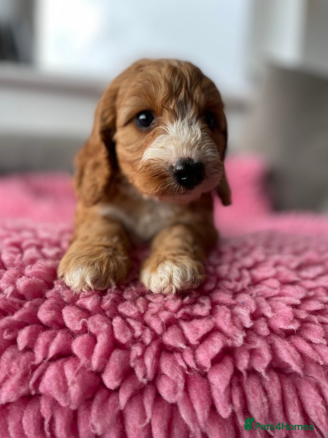 Cockapoo dogs for sale: Adorable cockerpoo girls - Image 6
