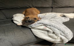 Staffordshire Bull Terrier dogs for sale: Beautiful staff pups for sale - Image 4