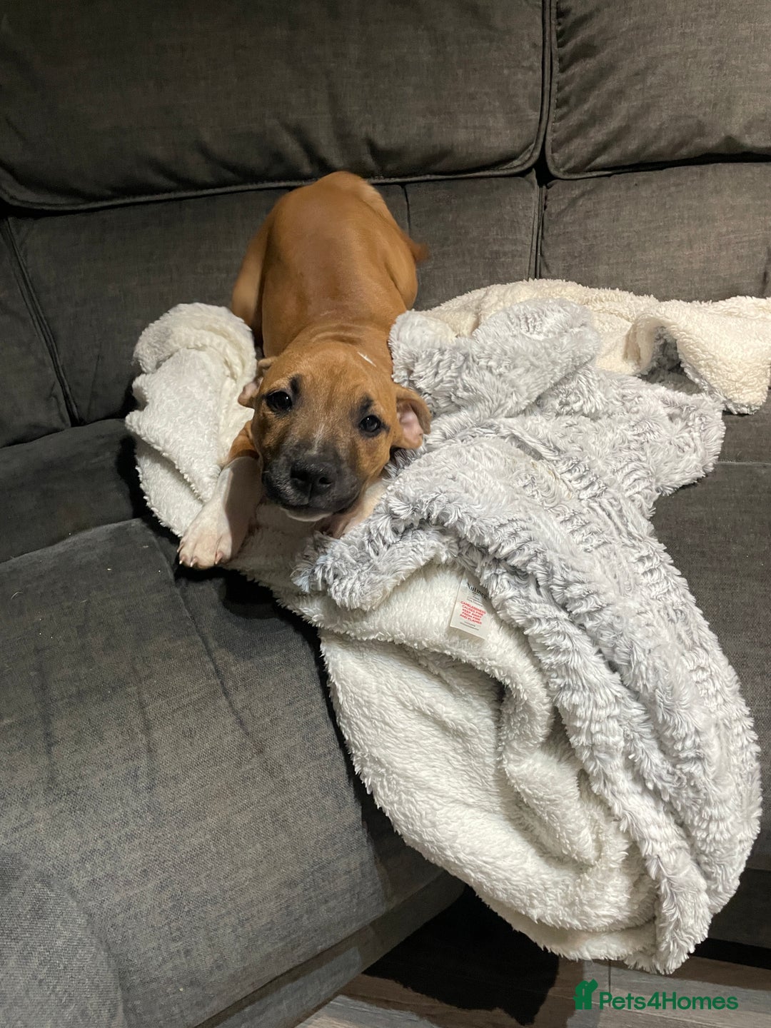 Staffordshire Bull Terrier dogs for sale: Beautiful staff pups for sale - Image 4