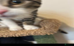 American Shorthair cats for sale: Milo 7 month old kitten in London - Image 3
