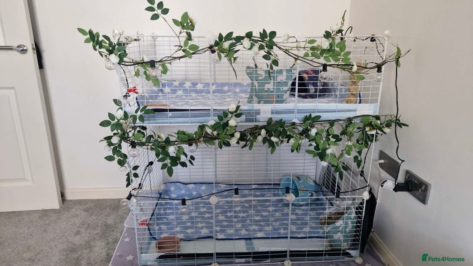 Guinea Pig rodents 2x Male guinea pig and cage  - Advert 9