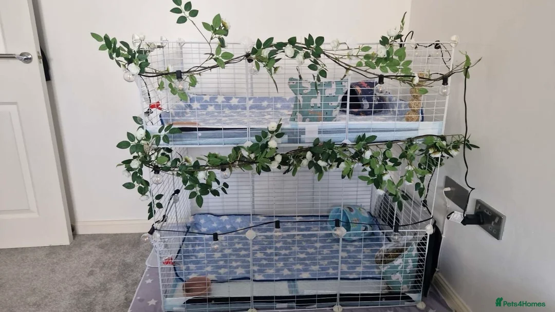 Guinea Pig rodents for sale: Need gone ASAP2x Male guinea pig and cage  - Advert 1