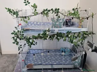 Guinea Pig rodents 2x Male guinea pig and cage - Advert 9