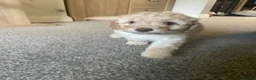 Labradoodle dogs for sale: ⭐️ F1b Miniature Labradoodles⭐️ - Advert 6