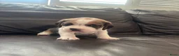 Beagle dogs for sale: Stunning Beagle puppies  - Advert 12