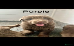 German Shepherd dogs for sale: Kc registered DNA Health tested gsd puppies - Image 14