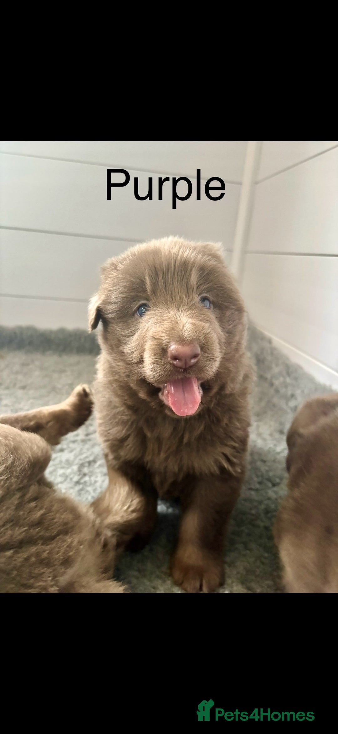 German Shepherd dogs for sale: Kc registered DNA Health tested gsd puppies - Image 14