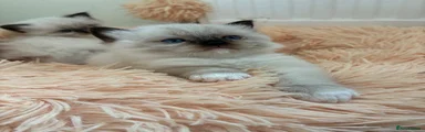 Ragdoll 2