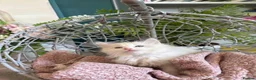 Ragdoll cats for sale: TICA & GCCF pedigree ragdoll kittens - Advert 7