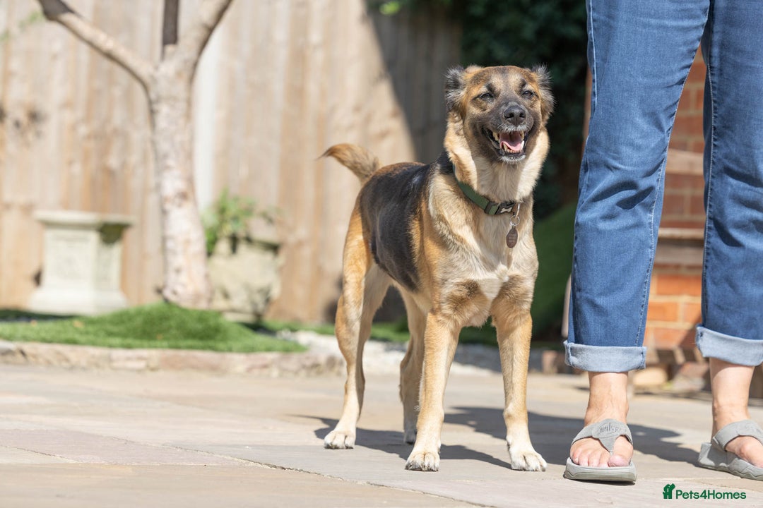 Mixed Breed dogs for adoption: Super Shelby - Image 18