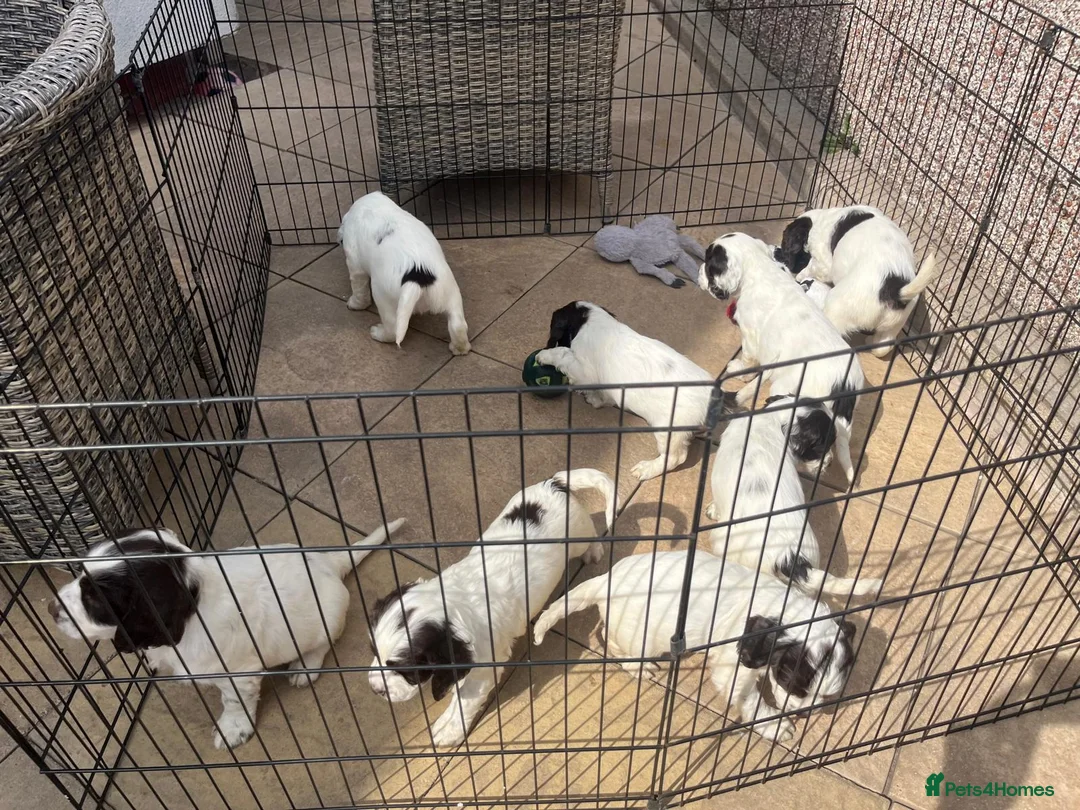English Springer Spaniel dogs for sale: English springer spaniel puppys for sale in Tipton - Advert 5