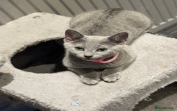 Russian Blue cats for sale: (TOP QUALITY) TICA REGISTERED RUSSIAN BLUE KITTENS - Image 9