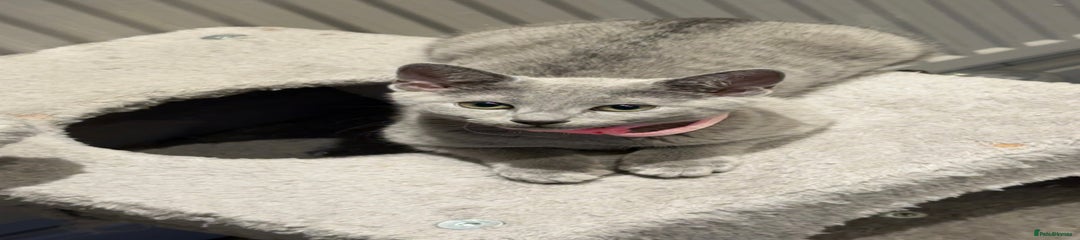 Pink Collar (Female)