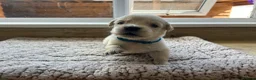 Golden Retriever dogs for sale: Health tested and KC-stunning golden retrievers  - Advert 27