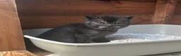 Mixed Breed cats for sale: 6 Kittens for forever homes - see description  - Advert 15