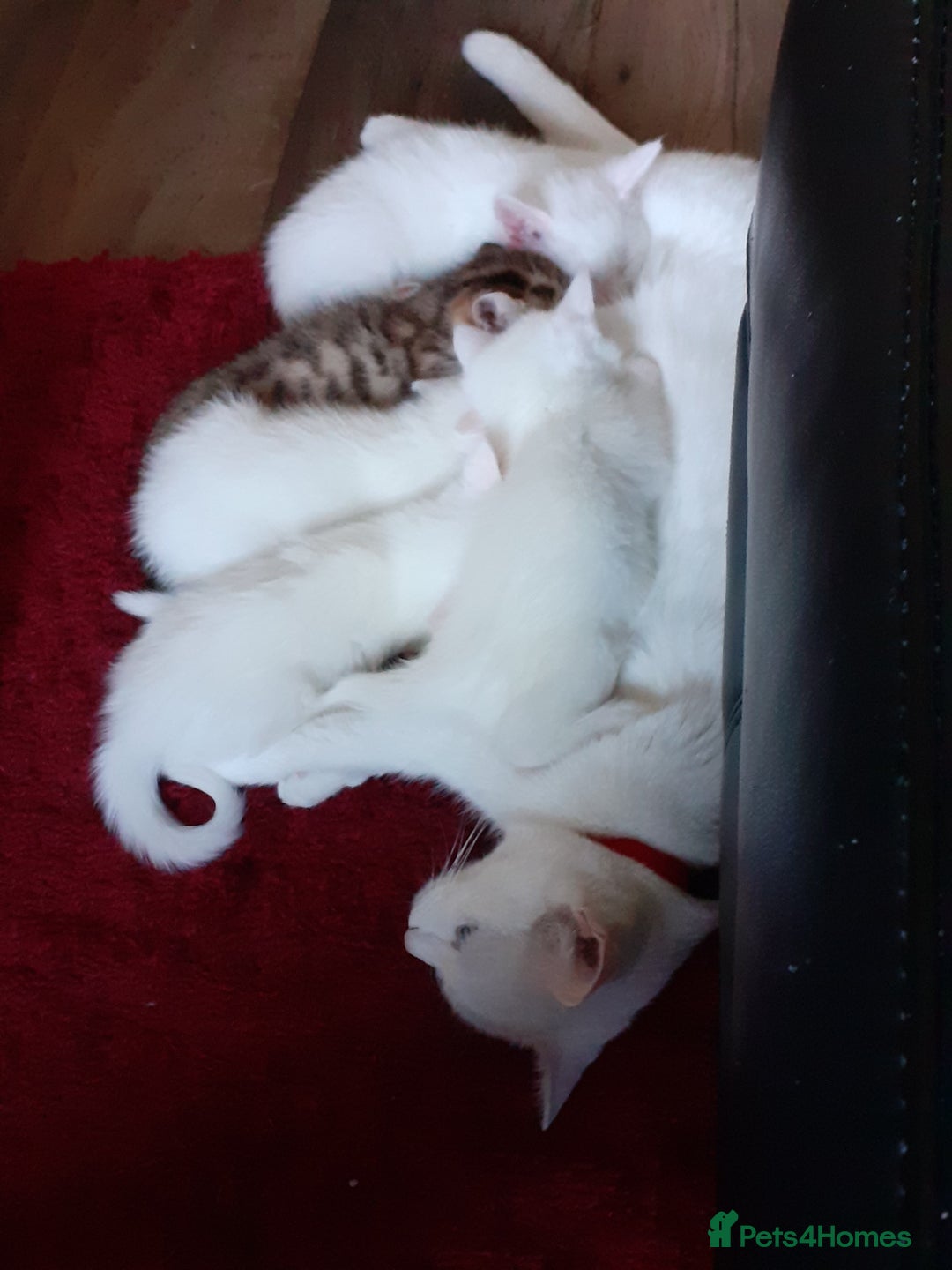 Khao Manee cats for sale: Khao manee  - Advert 10