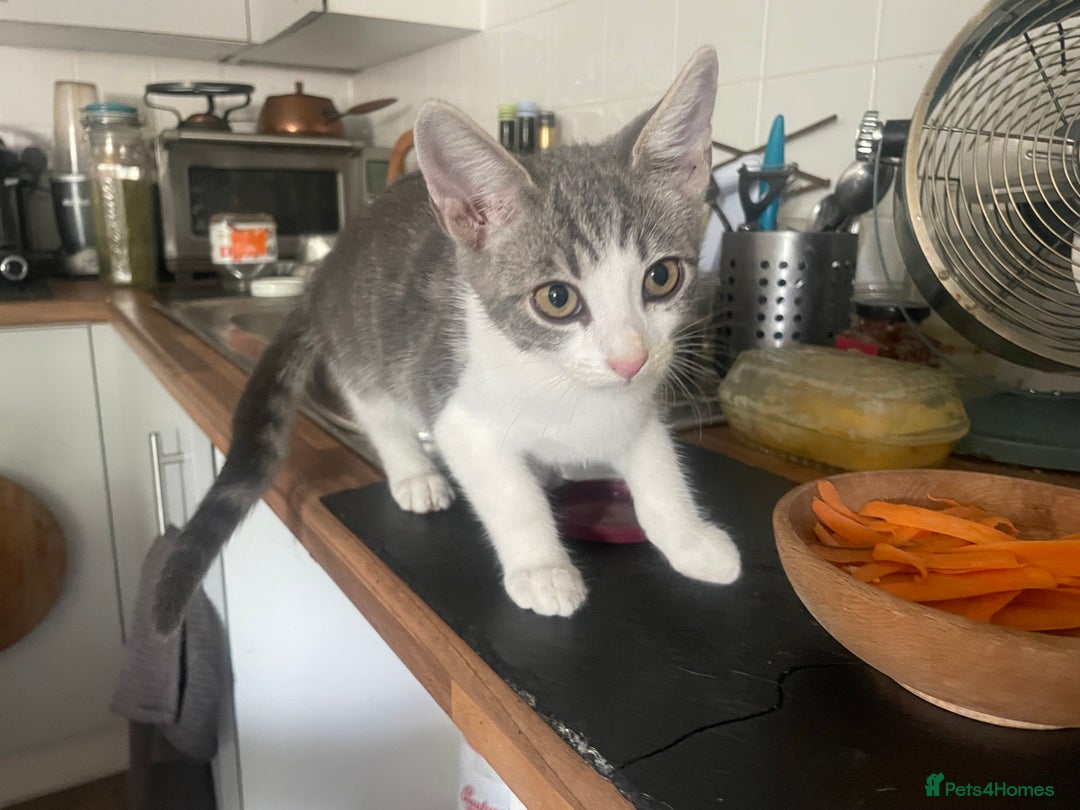 Bengal cats for sale: Two Bengal Cross kittens male and female - Image 2