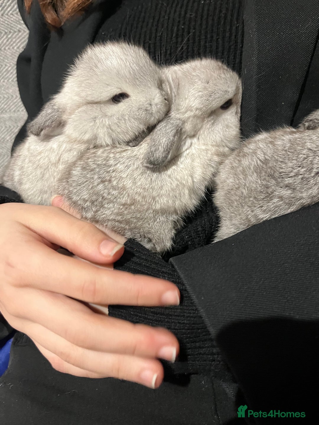 Mini Lop rabbits for sale: 5 mini lop babies available to leave 10/02/26  - Advert 2