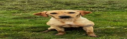 Labrador Retriever dogs for sale: KC Registered Labrador Retriever Puppies  in Attleborough - Advert 10