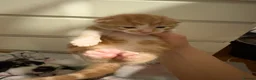 Domestic Shorthair cats for sale: Kittens for sale  - Advert 13