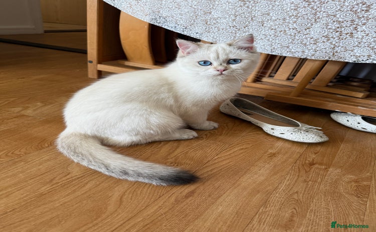 British Shorthair cats for sale - Advert 1