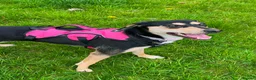 Mixed Breed dogs for sale: Transylvinan Hound  - Advert 1