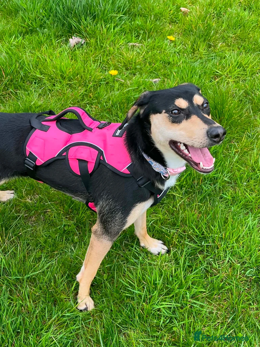 Mixed Breed dogs for sale: Transylvinan Hound  - Advert 1