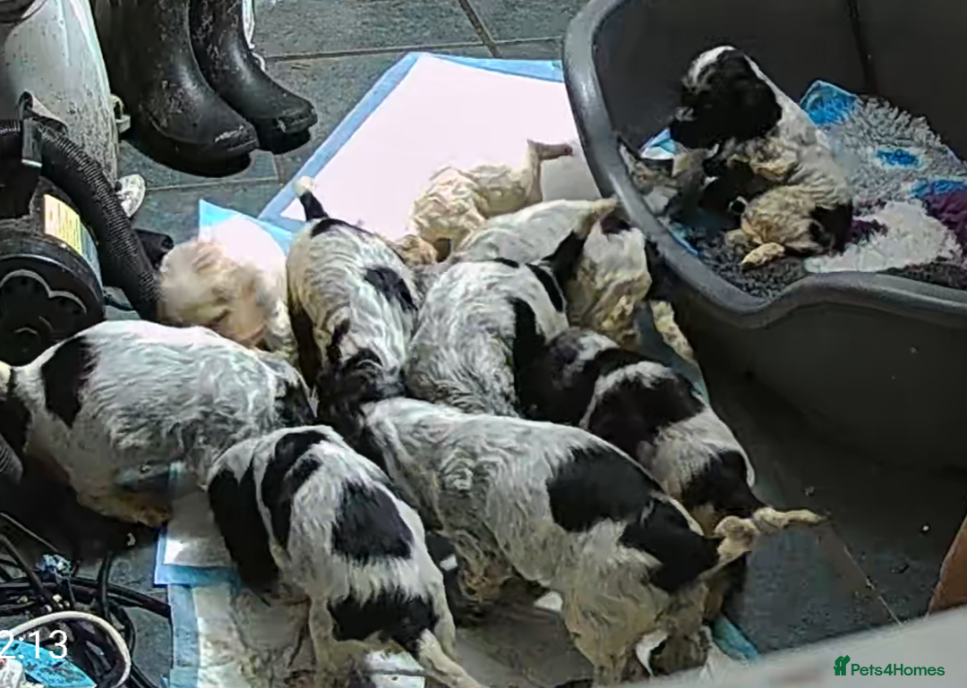 Cocker Spaniel dogs for sale: Adorable KC show cocker spaniels - Advert 14