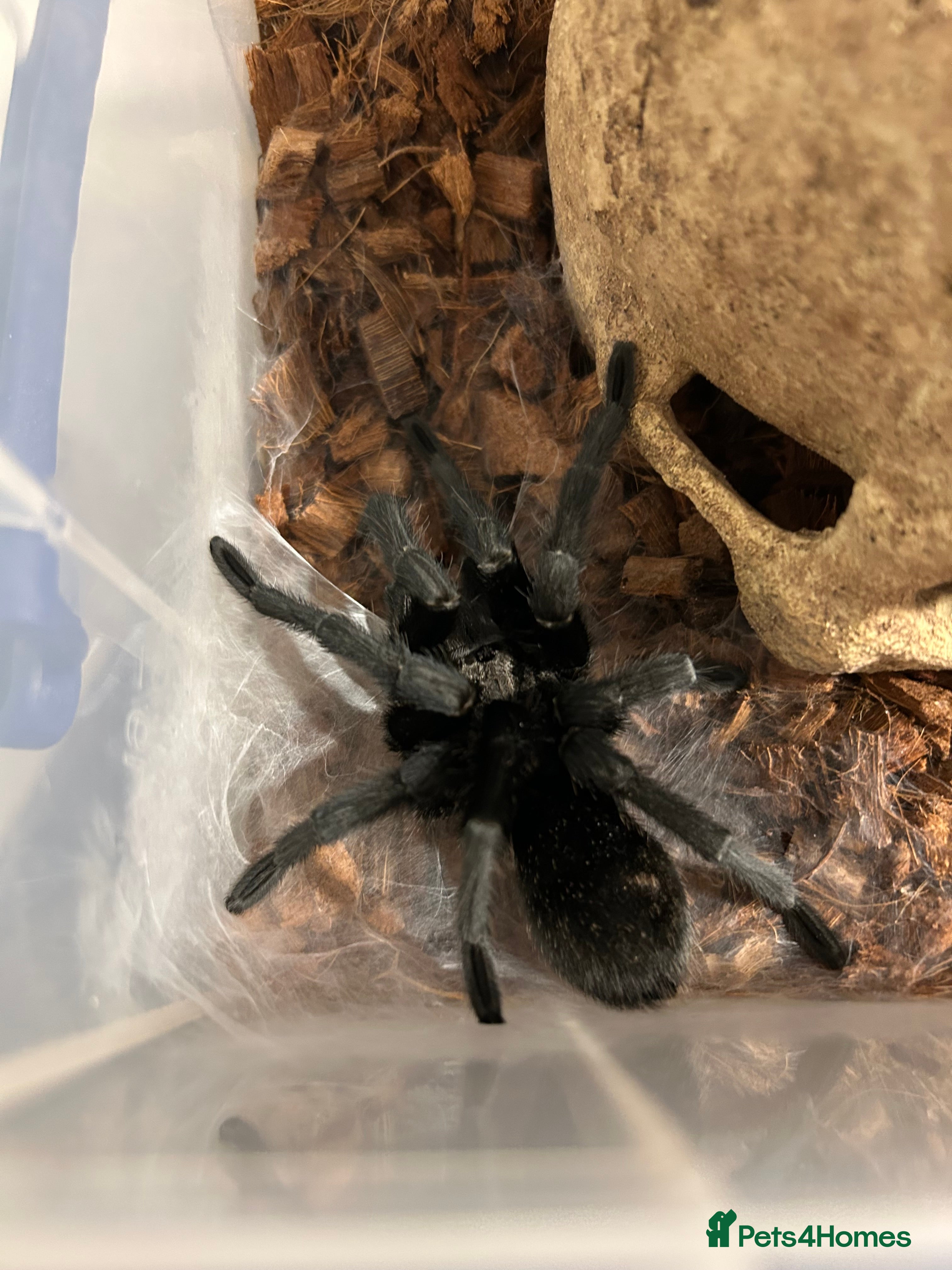 Tarantulas invertebrates MM Grammostola Pulchra - Advert 1