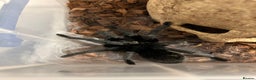 Tarantulas invertebrates for sale: MM Grammostola Pulchra - Advert 1