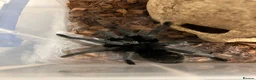 Tarantulas invertebrates for sale: MM Grammostola Pulchra - Advert 1