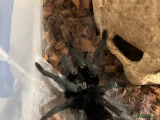 Tarantulas invertebrates MM Grammostola Pulchra - Advert 9