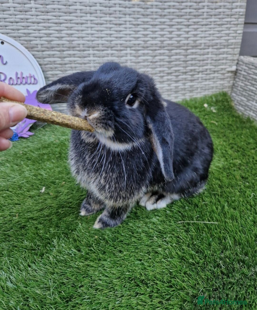Mini Lop rabbits Beautiful Mini Lop Baby Bunnies  - Advert 1