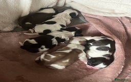 Shih Tzu dogs for sale: 5 Beautiful shihtzu  puppies for sale 2xM 3xF - Image 1