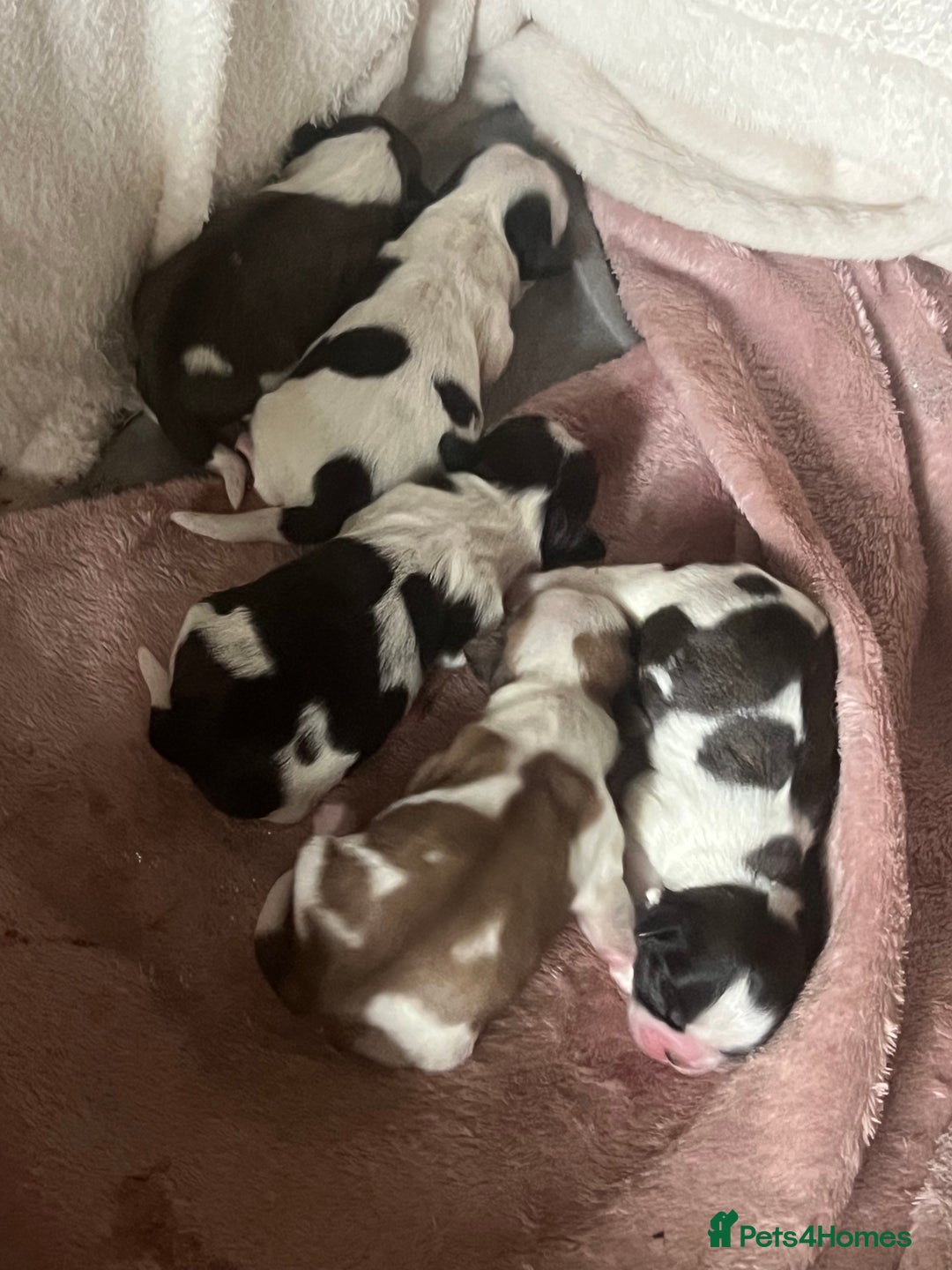 Shih Tzu dogs for sale: 5 Beautiful shihtzu  puppies for sale 2xM 3xF - Image 1