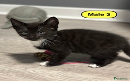 Bengal cats for sale: Gorgeous Bengal X Kittens!! - Image 15