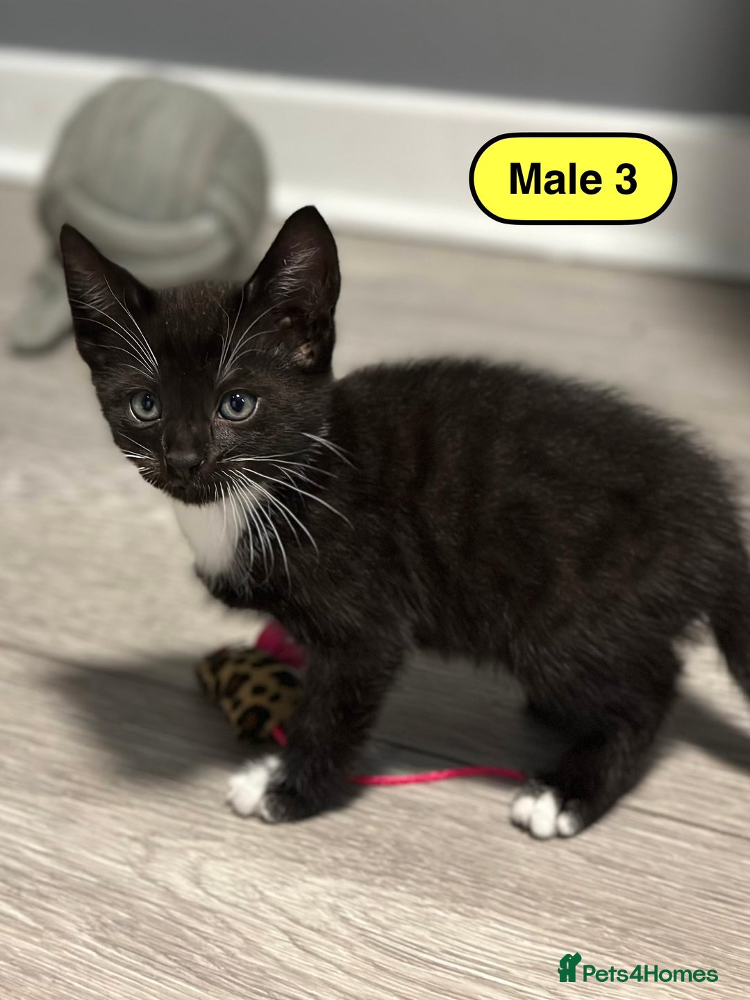 Bengal cats for sale: Gorgeous Bengal X Kittens!! - Image 15