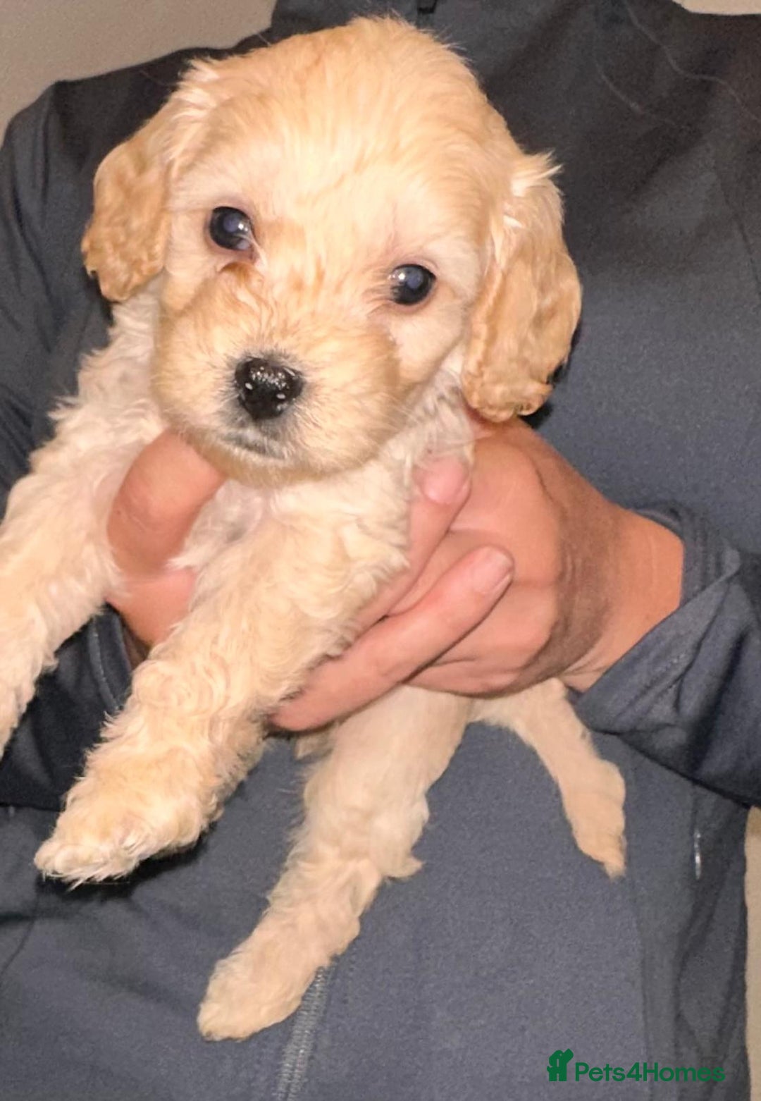 Cavapoo dogs for sale: Stunning Cavapoo puppies - Image 4